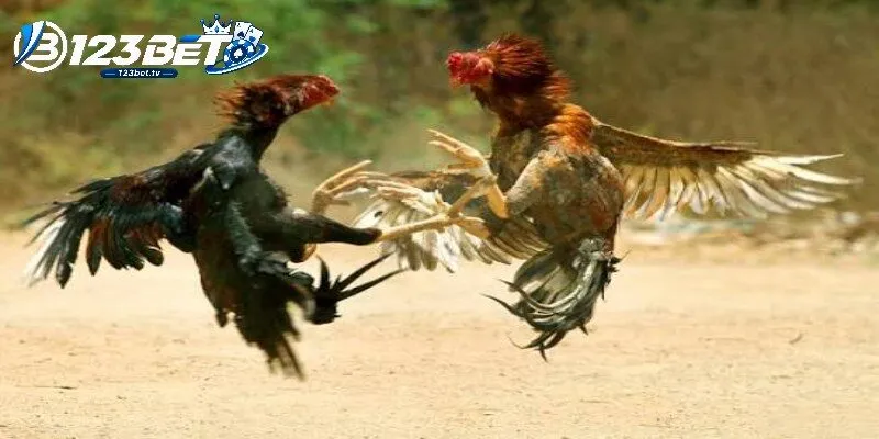 Đá gà 123BET cần kiểm tra trạng thái