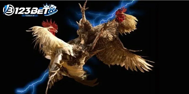 Đá Gà 123BET - Cách Xem Trận Và Chọn Cửa Cược Chuẩn